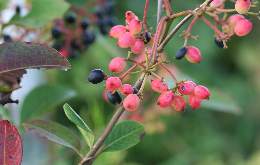 Bloomingwriter Gardening in Nova Scotia Viburnums for Autumn Brilliance