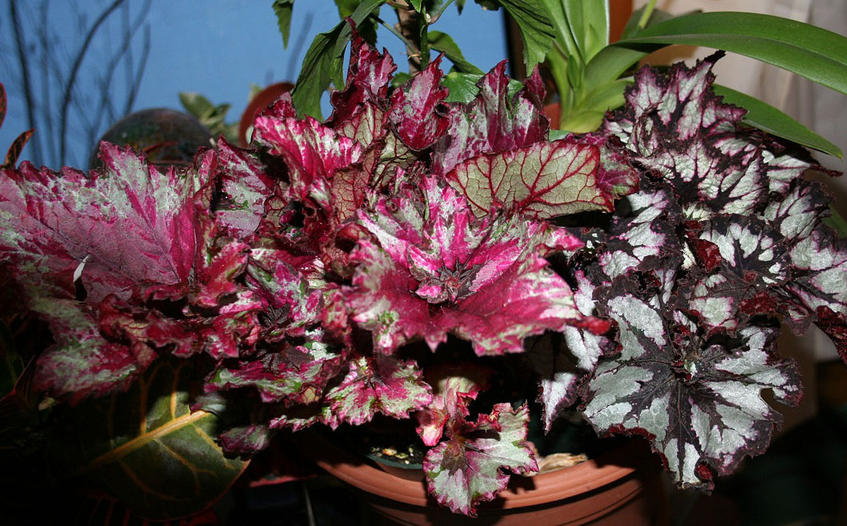 Bloomingwriter Gardening in Nova Scotia Cats and poisonous plants