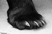 [urso.jpg]