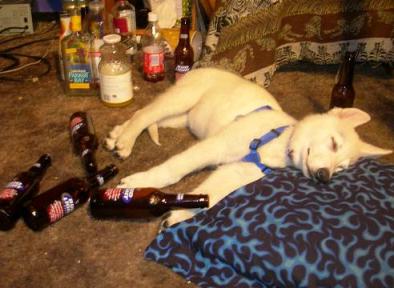 [animalsWithDrinkingProblems02.JPG]