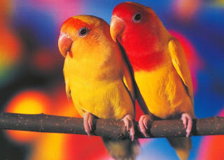 أجمل ثنائى فى الطيور Glorious+Parrot_Pets_12