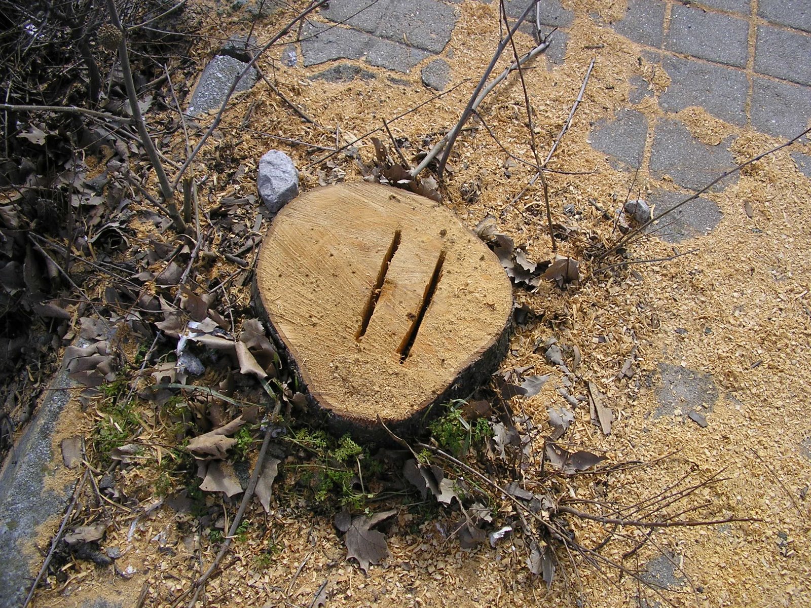 [P3020199.JPG]