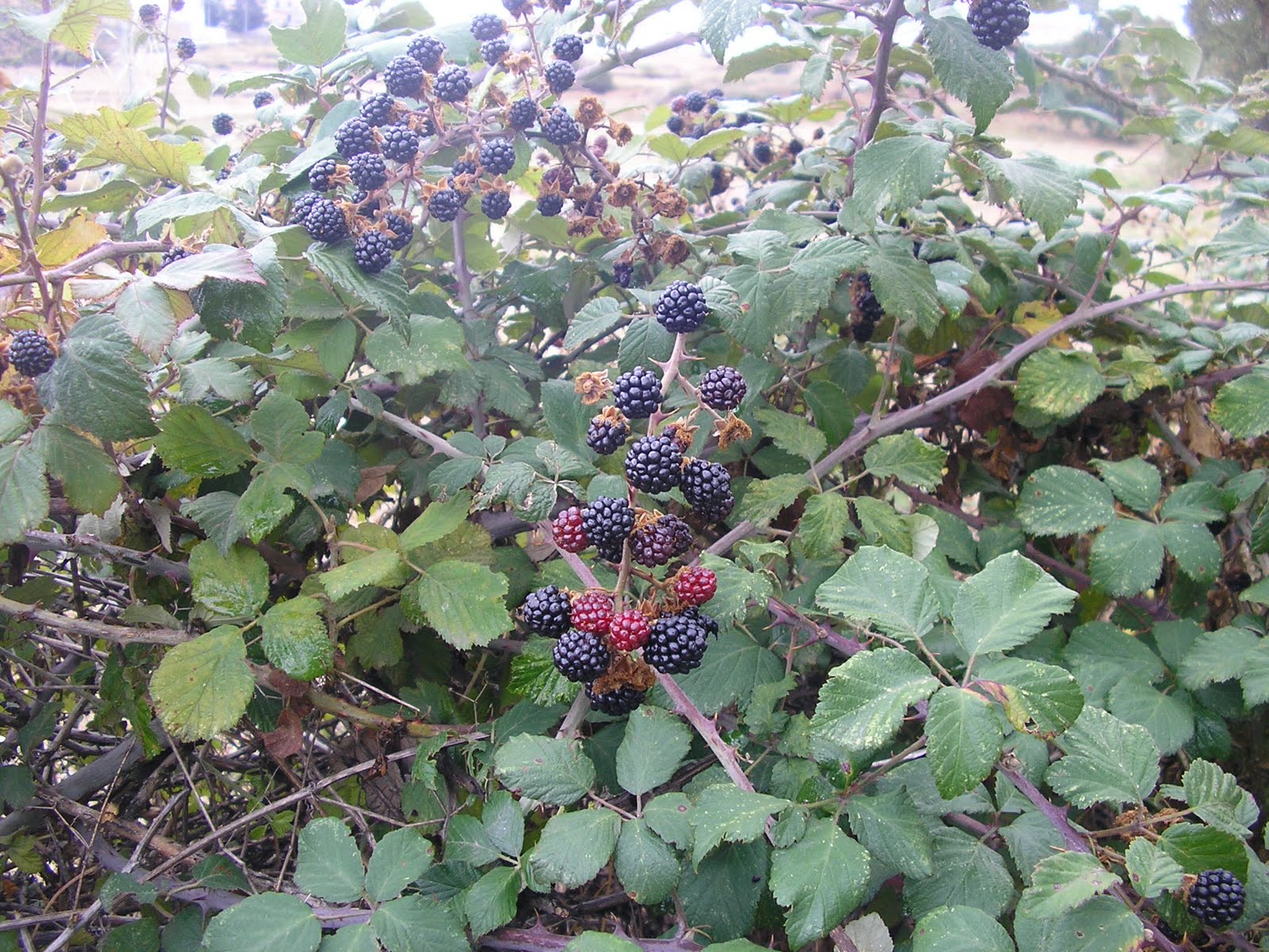 [P9180061.JPG]