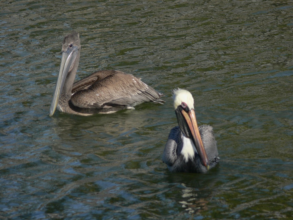 [two+pelicans.JPG]