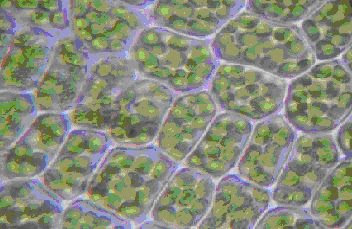Cloroplastos en el interior de células vegetales