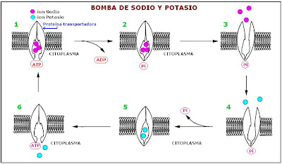 mecanismo de la bomba de sodio y potasio