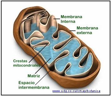 estructura de una mitocondria