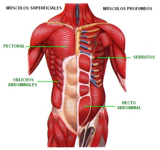 clasificacion de las cadenas musculares pdf sistema muscular anatomia clasificacion de las cadenas musculares pdf sistema muscular anatomia