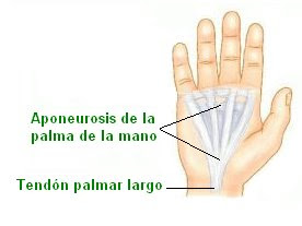aponeurosis y tendones de la mano