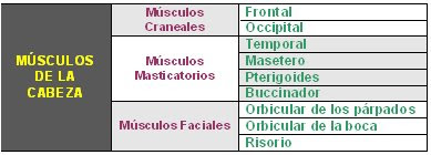 músculos d ela cabeza