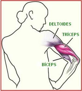 deltoides, bíceps y tríceps