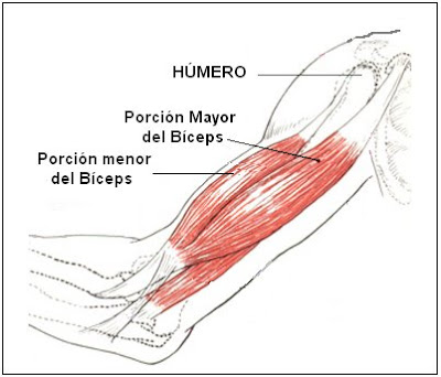 partes del bíceps braquial