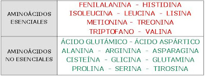 aminoácidos esenciales y no esenciales
