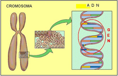cromosoma, ADN, gen