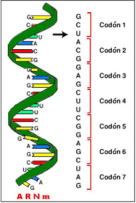 Las palabras del código genético se denominan codones, cada uno de los cuales está formado por tres letras (tres bases nitrogenadas) que conforman un triplete.