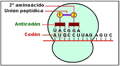 el anticodón del ARN de transferencia se une al codón AUG del ARNm transportando el aminoácido metionina.