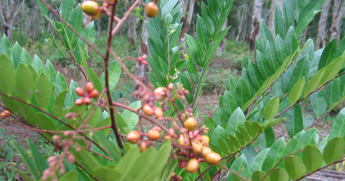 Tongkat Ali How to plant tongkat ali