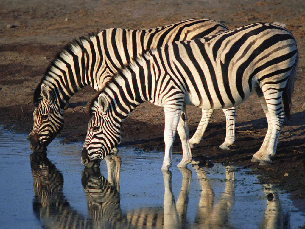 wild animals wallpaper wild animals wallpaper