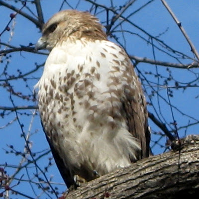 Red-tailed Hawk (Buteo jamaicensis)