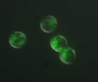 Tissue cells that protect from infection loaded with nanoparticles.