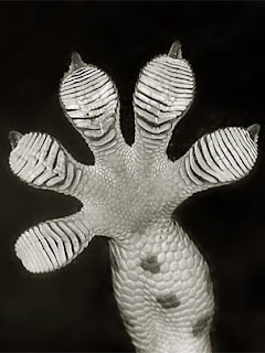 foot of a Tokay gecko