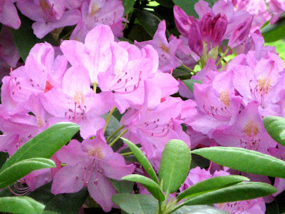 Azaleas flowering shrubs
