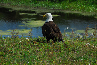 Bald Eagle The Nation's Symbol