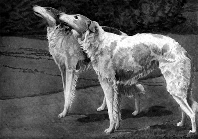 Russian Wolfhound or Borzoi