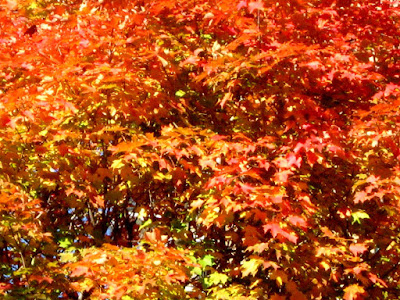 Early Fall Colors Central Park New York City
