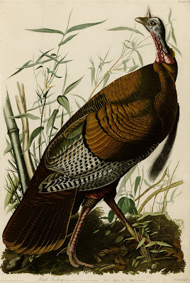 Wild Turkey The Birds of America