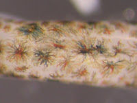 White shrimp nerve cord