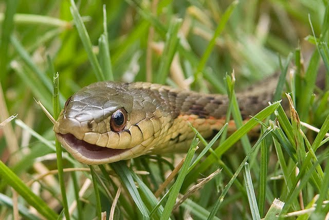 neurodojo snake eyes