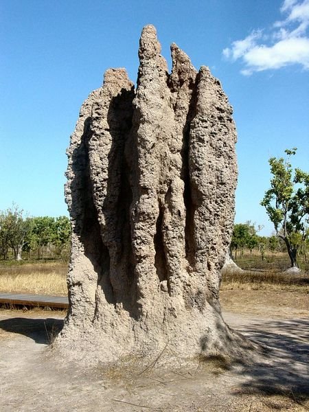 [450px-Termite_Cathedral_DSC03570.jpg]