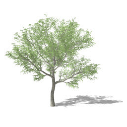 Alberi 2d E 3d