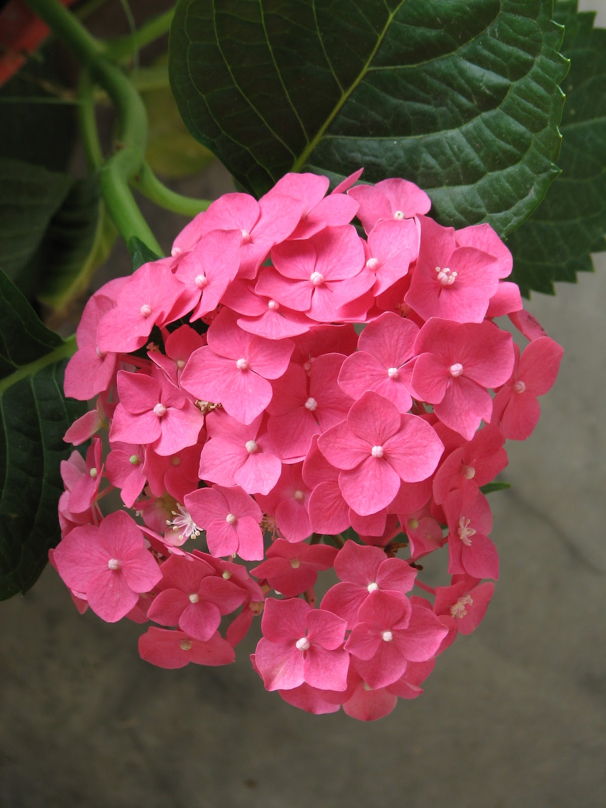 Aeva S Hydrangea Identifying Hydrangea Variety