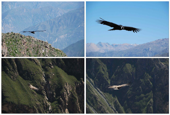 El VUELO DEL CONDOR en el Valle de COLCA