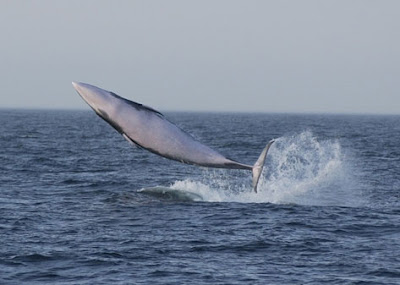 Australian Whale Sanctuary