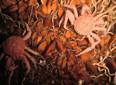 Hydrothermal Vent Crab