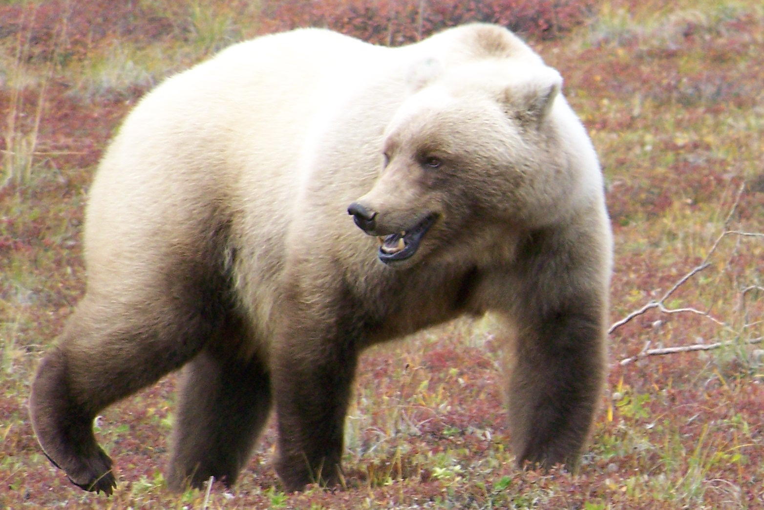 To Behold the Beauty Denali National Park
