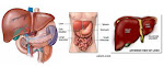 Illustration of the Liver System