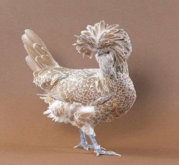 Beautiful+Chickens+In+The+World+03.jpg