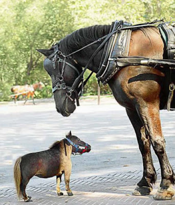 kuda terkecil di dunia