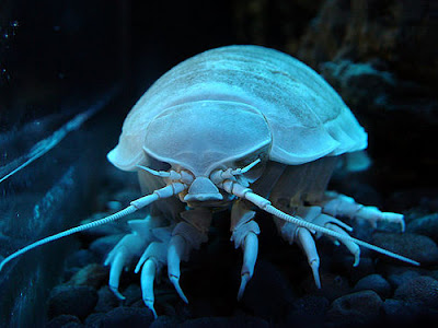 horrible sea creatures