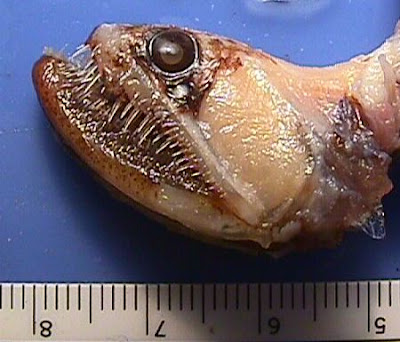 horrible sea creatures
