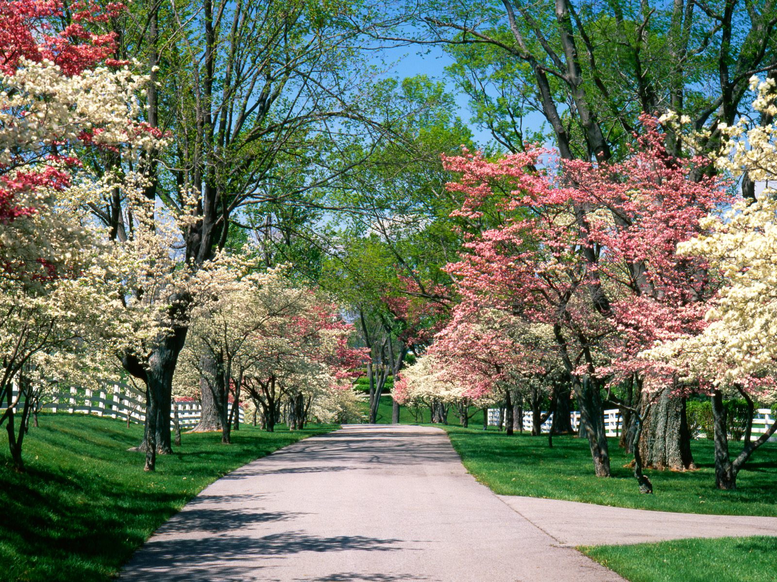 [Dogwoods.jpg]