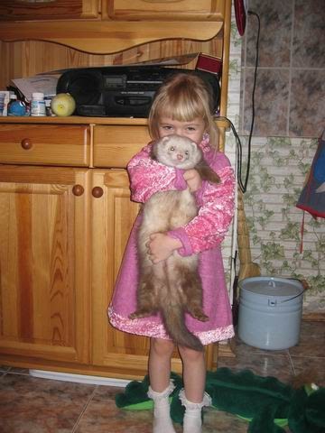 russian ferret