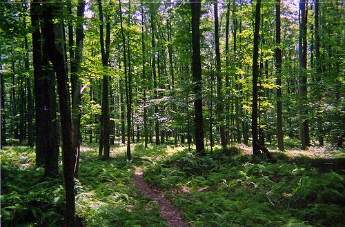 [alleghany+forest+pic+from+flickr+2.jpg]