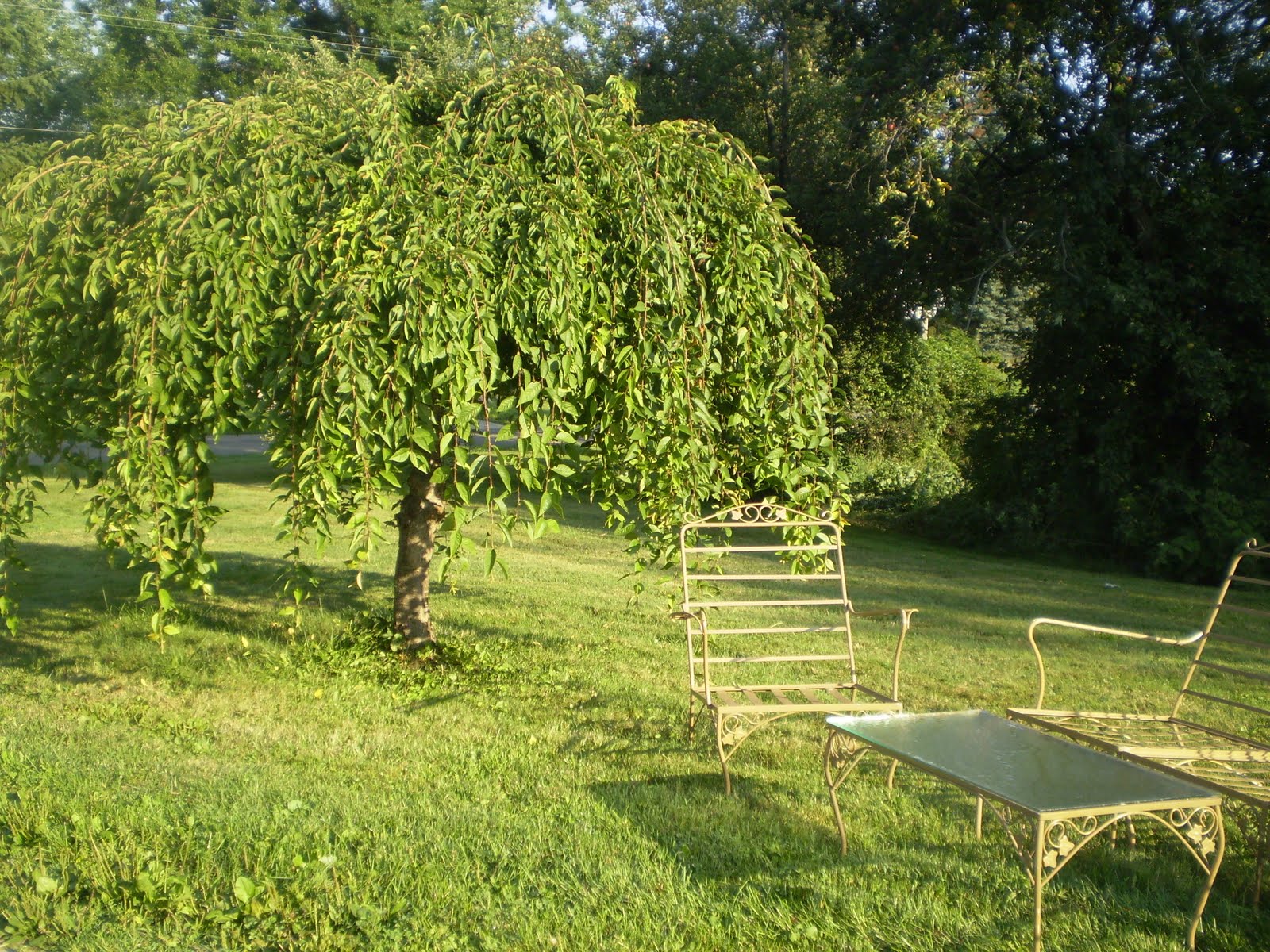 Weeping Trees For Landscaping How To Grade Landscape