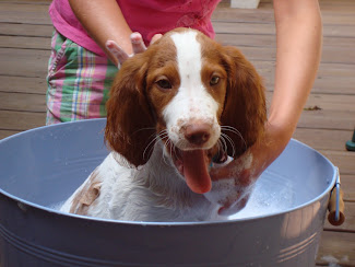 Champ getting a bath