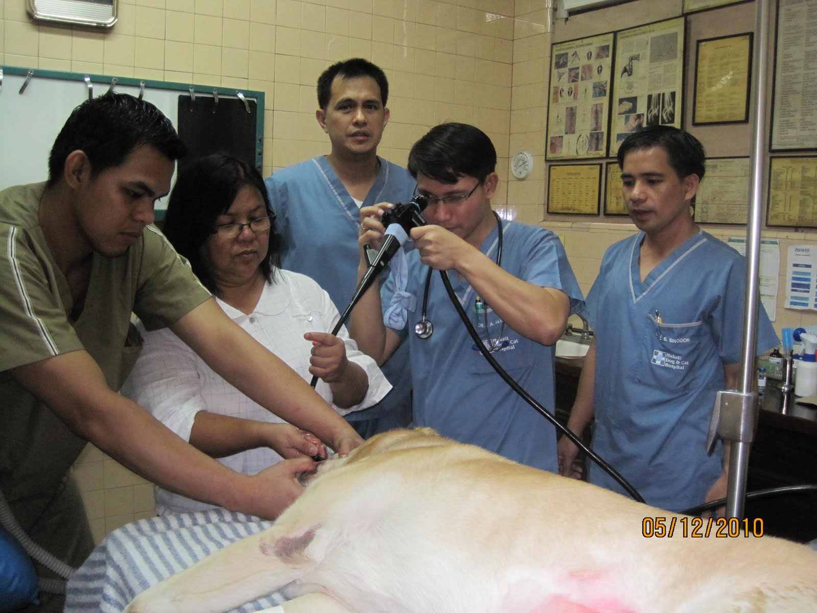 Dogs and Cats Cases ENDOSCOPY PROCEDURE ON A PATIENT AT MAKATI DOG AND